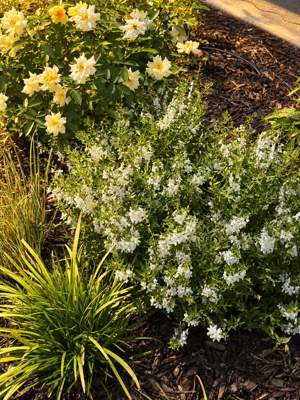 White Angelonia Border