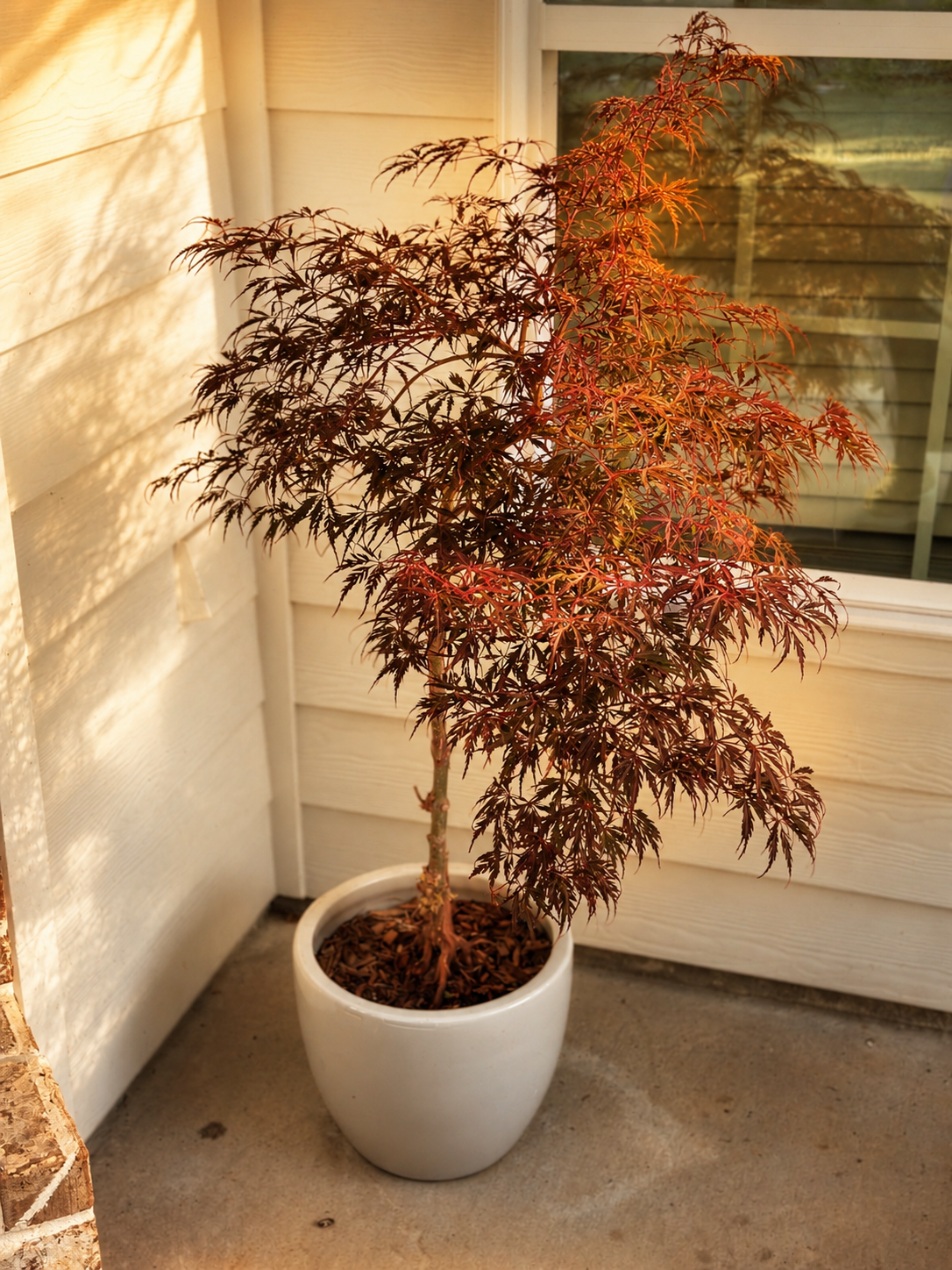 A potted Japanese maple placed beside a window on the Grovetown porch