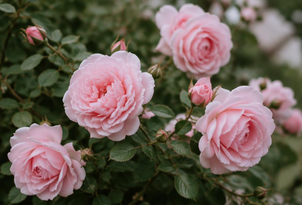 Rose Care